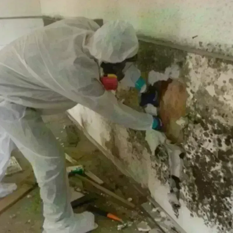 Mold Remediation and Removal in Strongsville, OH